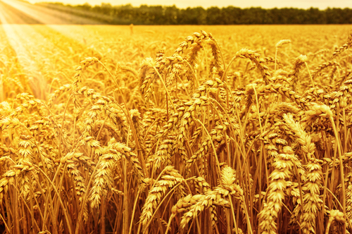Custom Agronomic Companies - Wheat