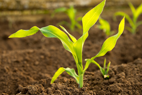 potential crop yield - corn