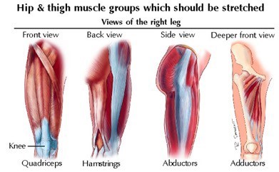 Thigh Muscle Strains 109