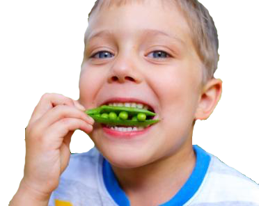Young boy biting a pod of peas