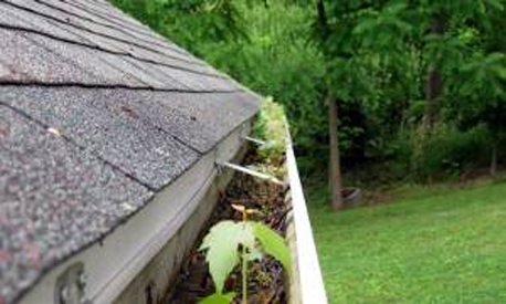 Trees should grow on the ground, not in your gutters