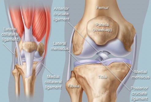 Physical Therapy for ACL