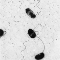 Mikroskopska slika fototropnih bakterija