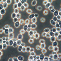 Mikroskopska slika kvasca
